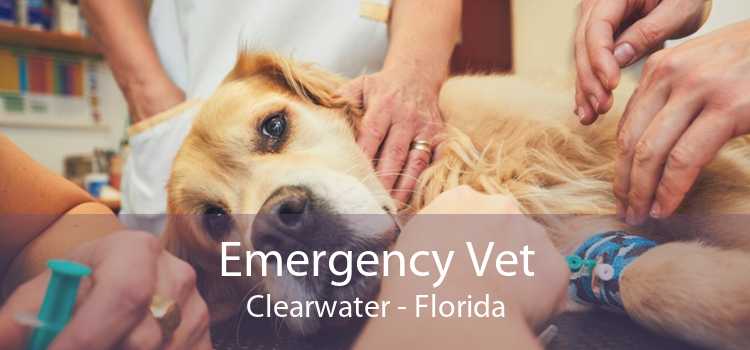 Emergency Vet Clearwater - Florida