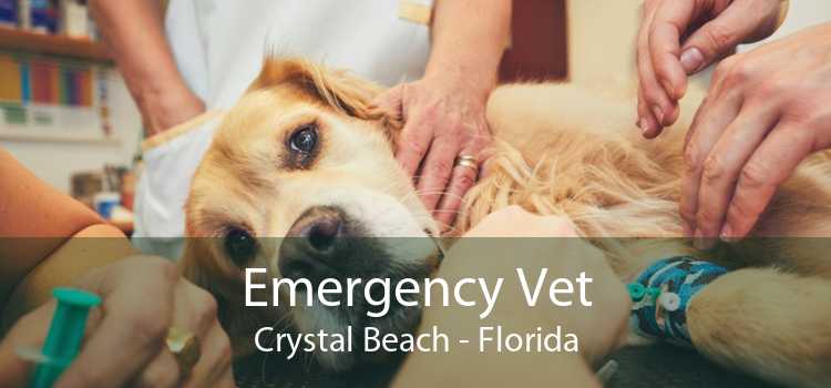Emergency Vet Crystal Beach - Florida