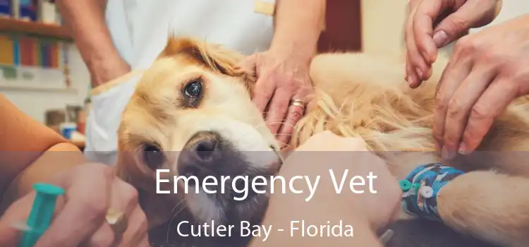 Emergency Vet Cutler Bay - Florida