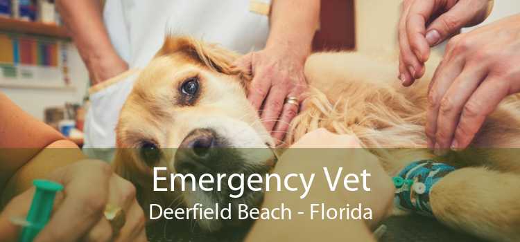 Emergency Vet Deerfield Beach - Florida