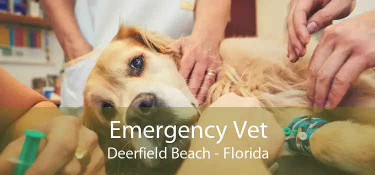 Emergency Vet Deerfield Beach - Florida