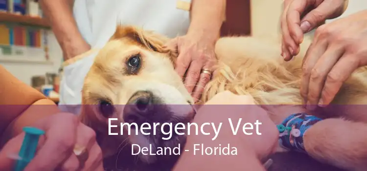Emergency Vet DeLand - Florida