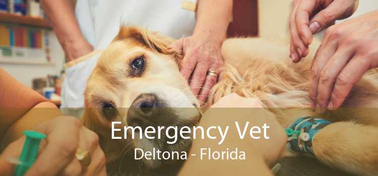 Emergency Vet Deltona - Florida