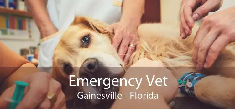 Emergency Vet Gainesville - Florida