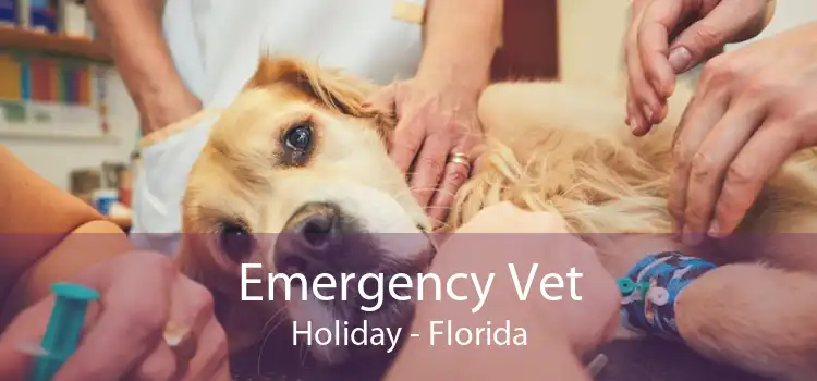 Emergency Vet Holiday - Florida