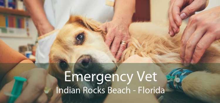 Emergency Vet Indian Rocks Beach - Florida