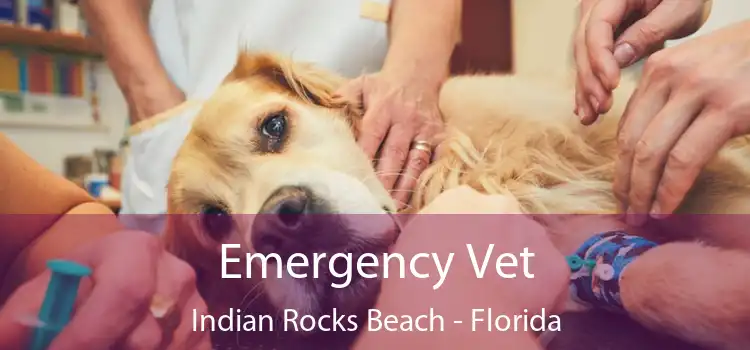 Emergency Vet Indian Rocks Beach - Florida
