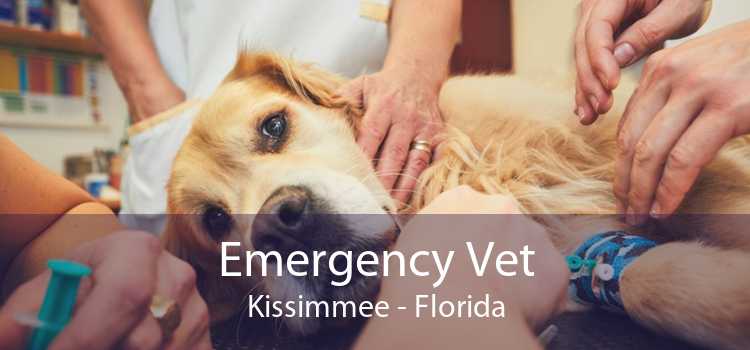 Emergency Vet Kissimmee - Florida