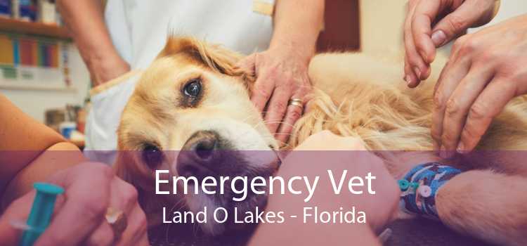 Emergency Vet Land O Lakes - Florida