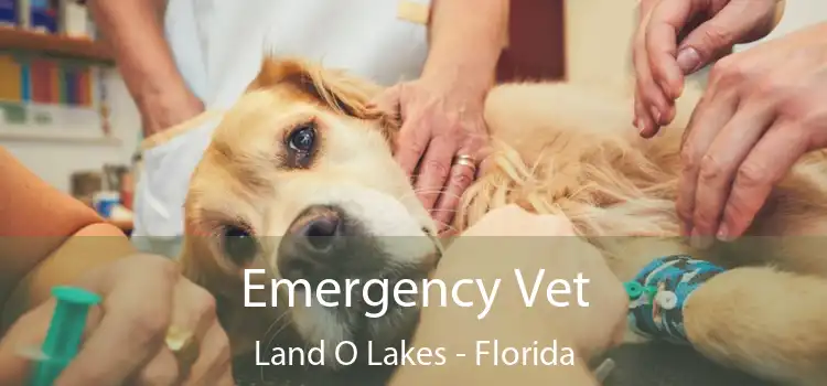 Emergency Vet Land O Lakes - Florida