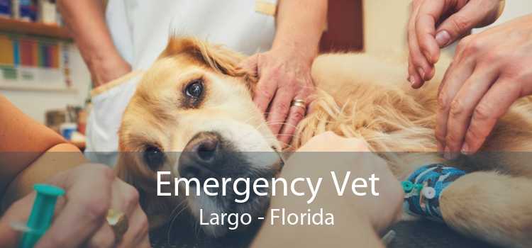 Emergency Vet Largo - Florida