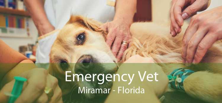 Emergency Vet Miramar - Florida