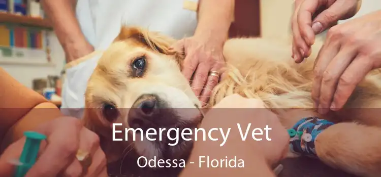 Emergency Vet Odessa - Florida