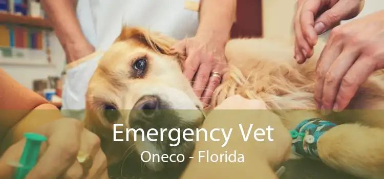 Emergency Vet Oneco - Florida