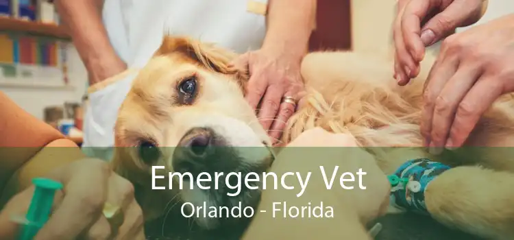 Emergency Vet Orlando - Florida