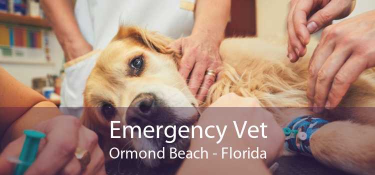 Emergency Vet Ormond Beach - Florida
