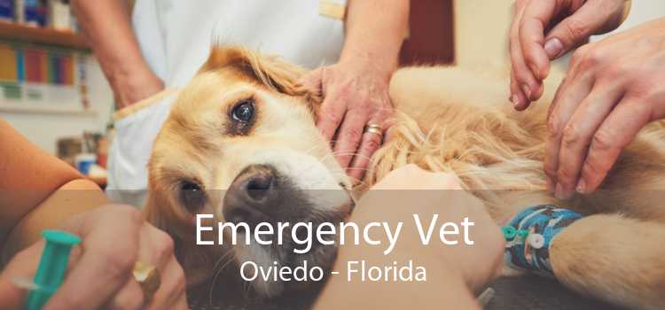 Emergency Vet Oviedo - Florida