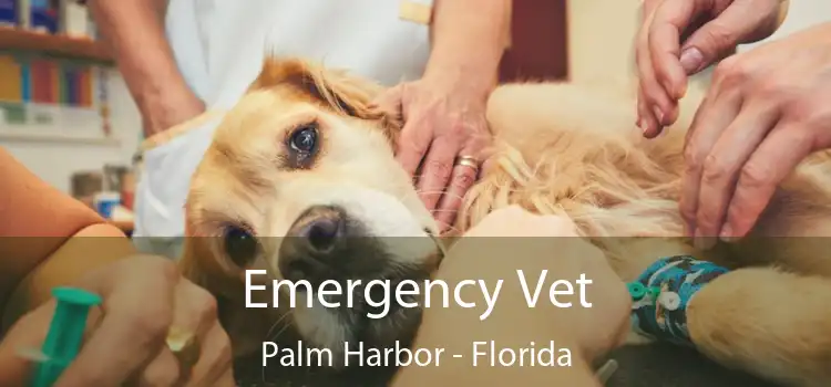 Emergency Vet Palm Harbor - Florida