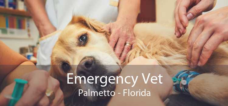 Emergency Vet Palmetto - Florida