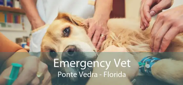 Emergency Vet Ponte Vedra - Florida