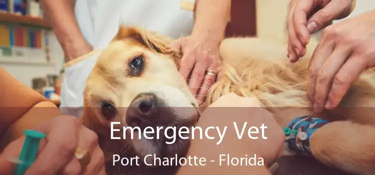 Emergency Vet Port Charlotte - Florida