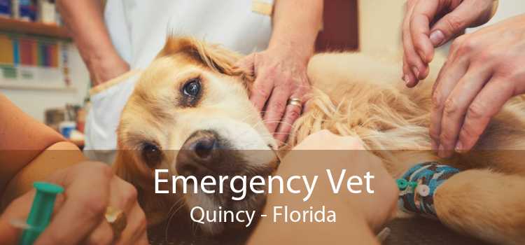 Emergency Vet Quincy - Florida