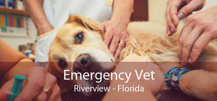Emergency Vet Riverview - Florida
