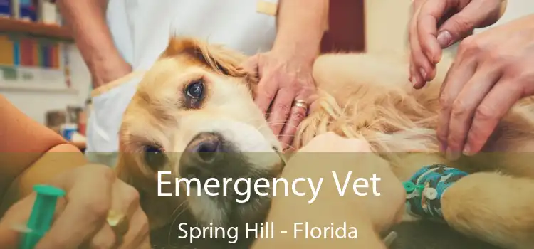 Emergency Vet Spring Hill - Florida