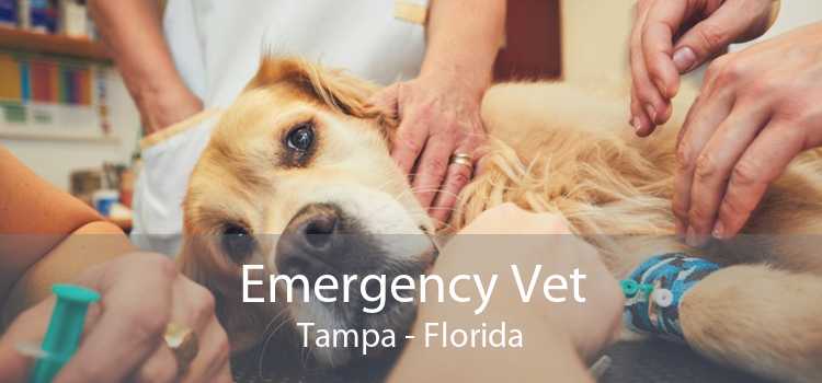 Emergency Vet Tampa - Florida