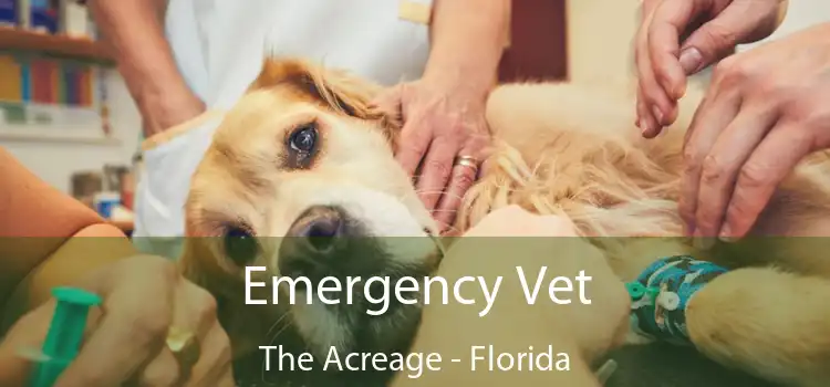 Emergency Vet The Acreage - Florida