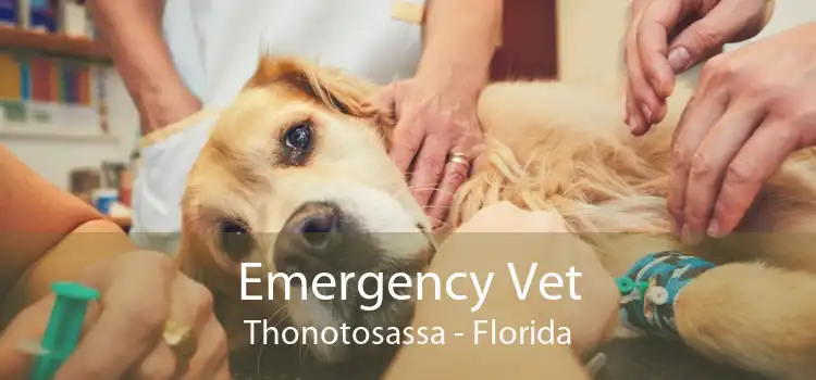 Emergency Vet Thonotosassa - Florida