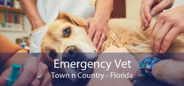 Emergency Vet Town n Country - Florida