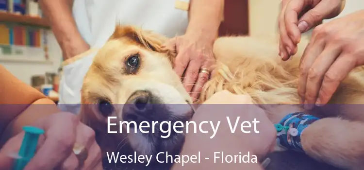 Emergency Vet Wesley Chapel - Florida