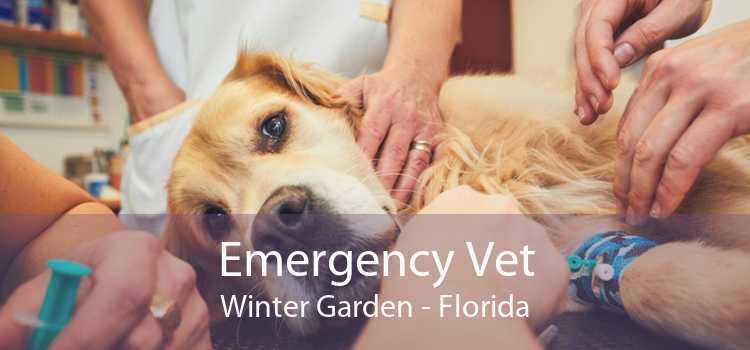 Emergency Vet Winter Garden - Florida