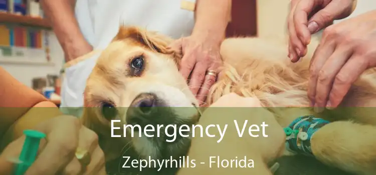 Emergency Vet Zephyrhills - Florida