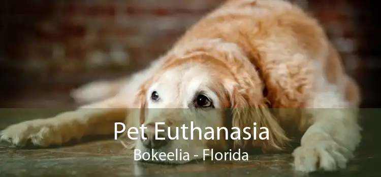 Pet Euthanasia Bokeelia - Florida