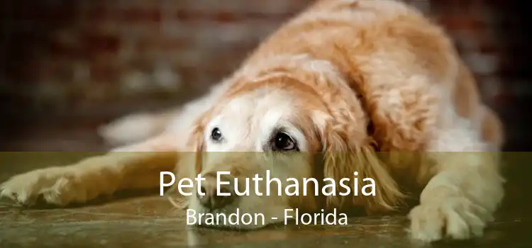 Pet Euthanasia Brandon - Florida