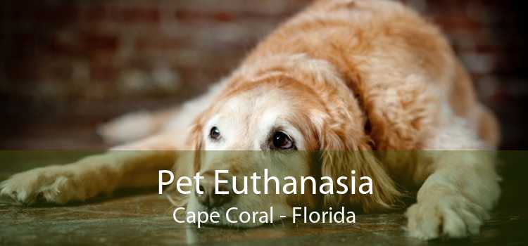 Pet Euthanasia Cape Coral - Florida