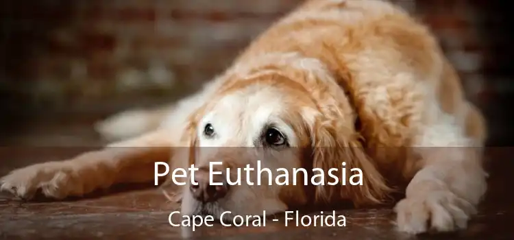 Pet Euthanasia Cape Coral - Florida