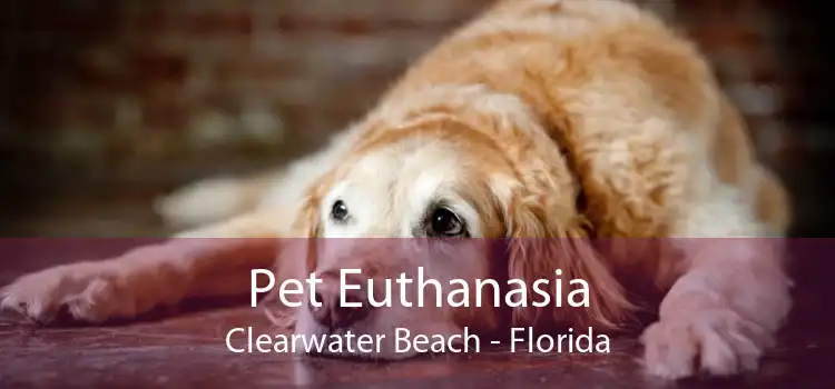 Pet Euthanasia Clearwater Beach - Florida