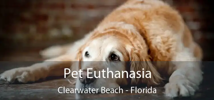 Pet Euthanasia Clearwater Beach - Florida
