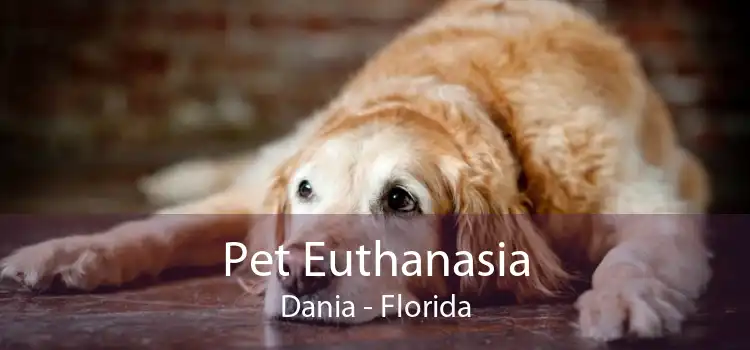 Pet Euthanasia Dania - Florida