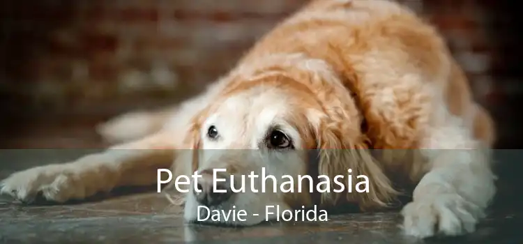 Pet Euthanasia Davie - Florida