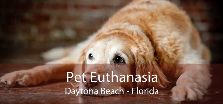 Pet Euthanasia Daytona Beach - Florida