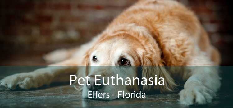 Pet Euthanasia Elfers - Florida