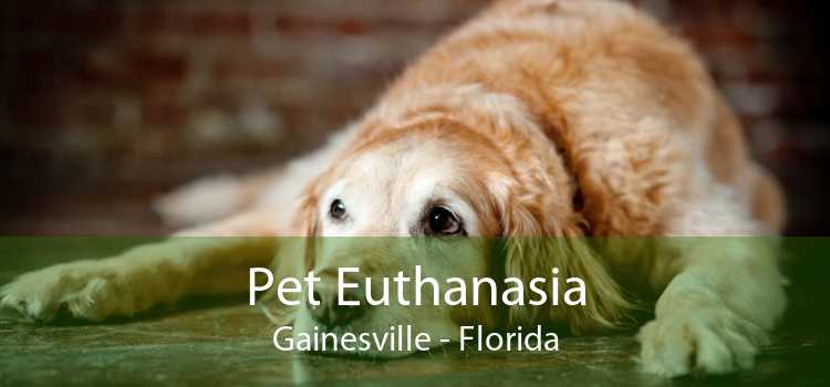 Pet Euthanasia Gainesville - Florida
