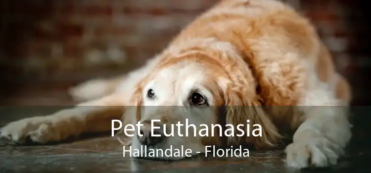 Pet Euthanasia Hallandale - Florida