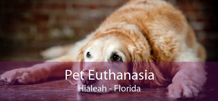 Pet Euthanasia Hialeah - Florida