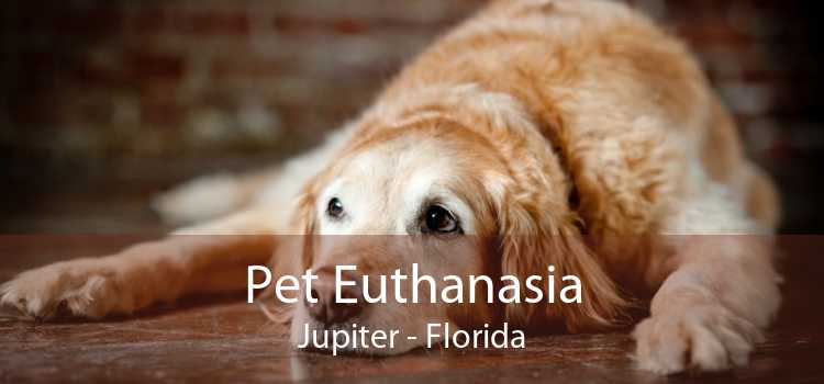 Pet Euthanasia Jupiter - Florida