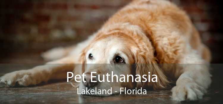 Pet Euthanasia Lakeland - Florida